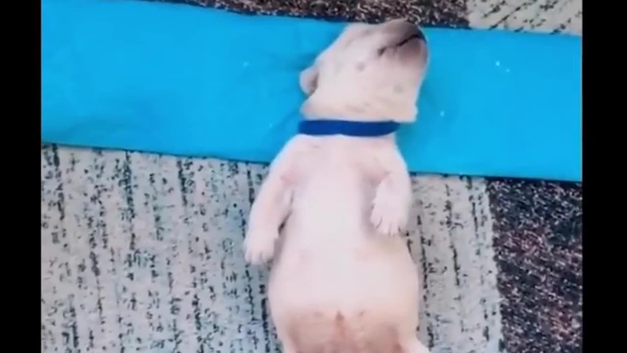 Cute baby animals Videos Compilation cute moment of the animals - Cutest Animals #18