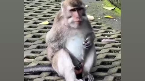 Horny monkey 🐒