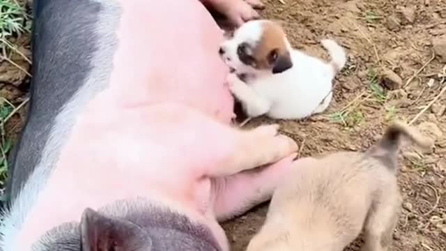 pigs r fucking awesome 😎 ❤️❤️❤️❤️❤️