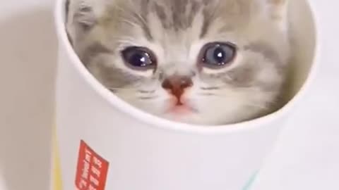 Little cats cute and funny cats videos|rumble|viral
