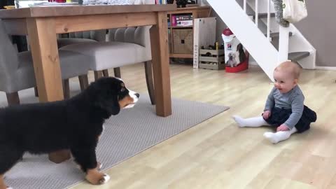 First meeting baby vs bernese mountain dog puppy