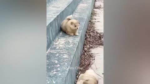Funniest animals 2023🥲