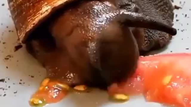 The snail with its heavy shell quickly ate up the tomato