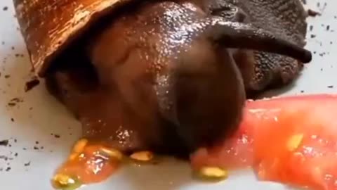 The snail with its heavy shell quickly ate up the tomato