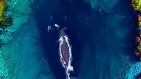 This is a beautiful and charming water-dwelling species