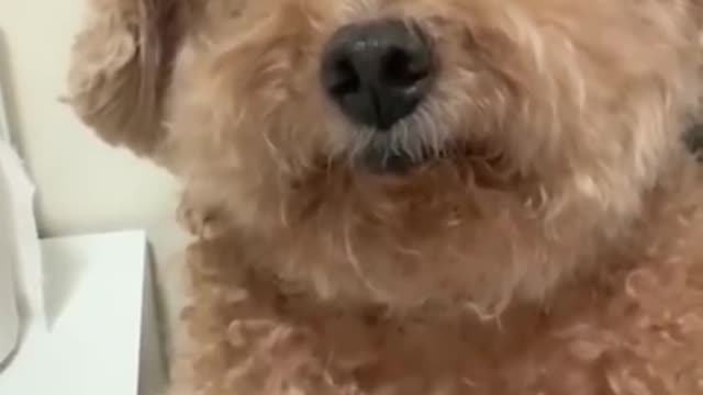 TRY NOT TO LAUGH 😅😅😂😂