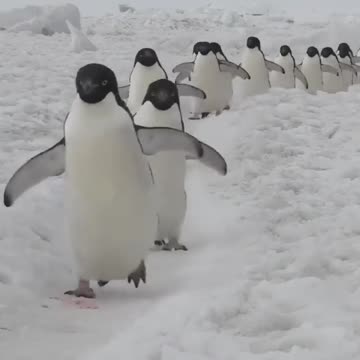 Just some penguins to brighten your day