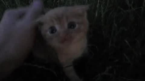 Take me home please and meow