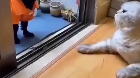 Cat vs. Dog Fights: The Ultimate Showdown