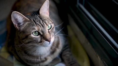 Cute cat