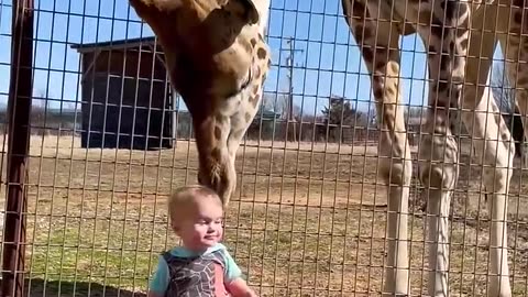 Giraffes are fed by small children