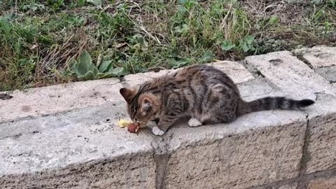 A cute kitten ran after eating