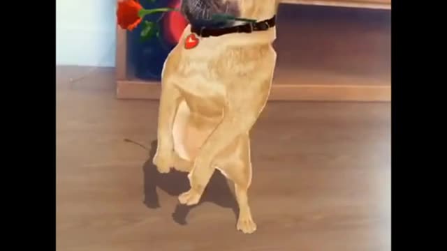 Cute dog dancing with rose