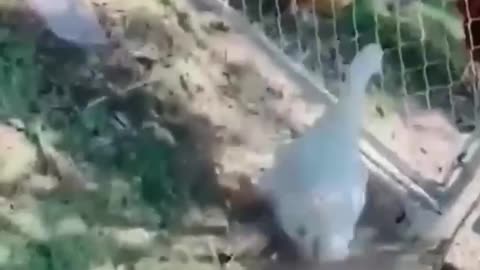 Funny Animal Video