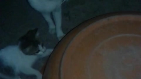 Mother cat on rescue mission