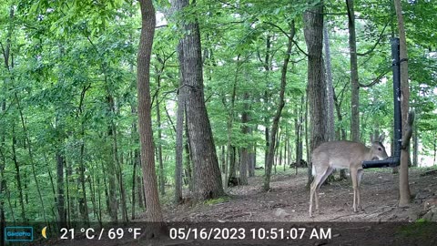 The Woods – 05/17/2023
