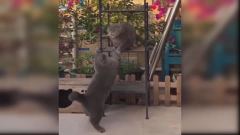 Cute and funny animals
