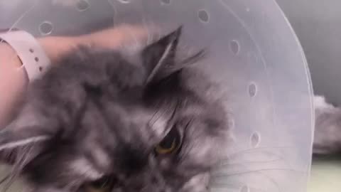 a cat with a neck collar