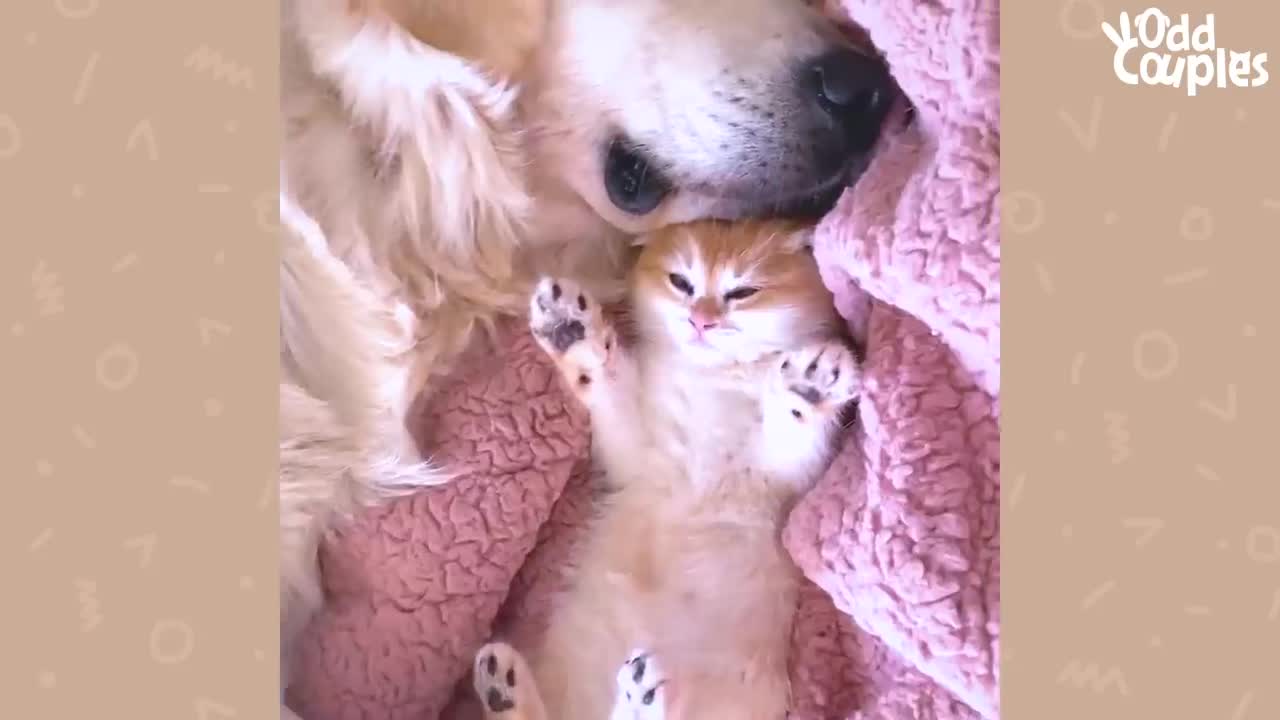 Service Dog Wasn't Playful — Until He Met His Kitten Sister | The Dodo Odd Couples