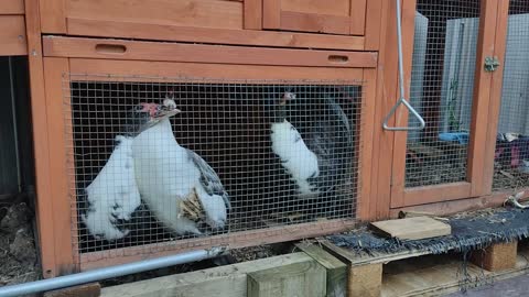 Muscovy ducks eating habits