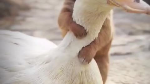 Beautiful friendship between dog and duck!