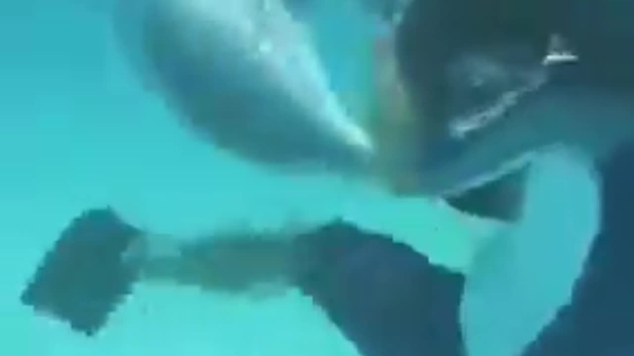 Swimming with a dophin