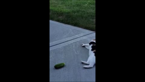 Animal Funny Videos