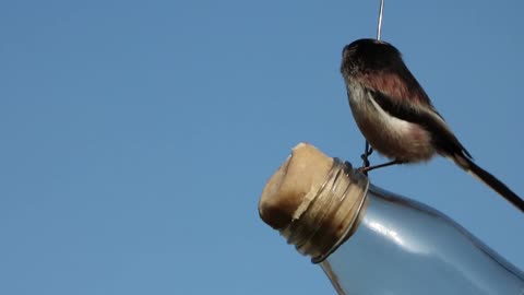 Long Tailed Tit