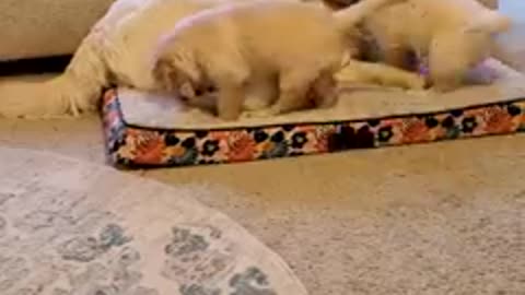 Dogs
