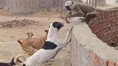 funny video # monkey