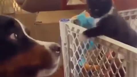 Funny animal journal