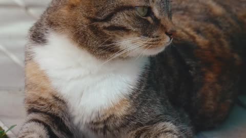 Mumma Cute cate
