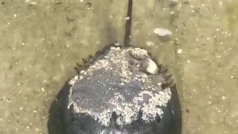 Do You Know This Ocean Creature #shorts #viral #shortsvideo #video