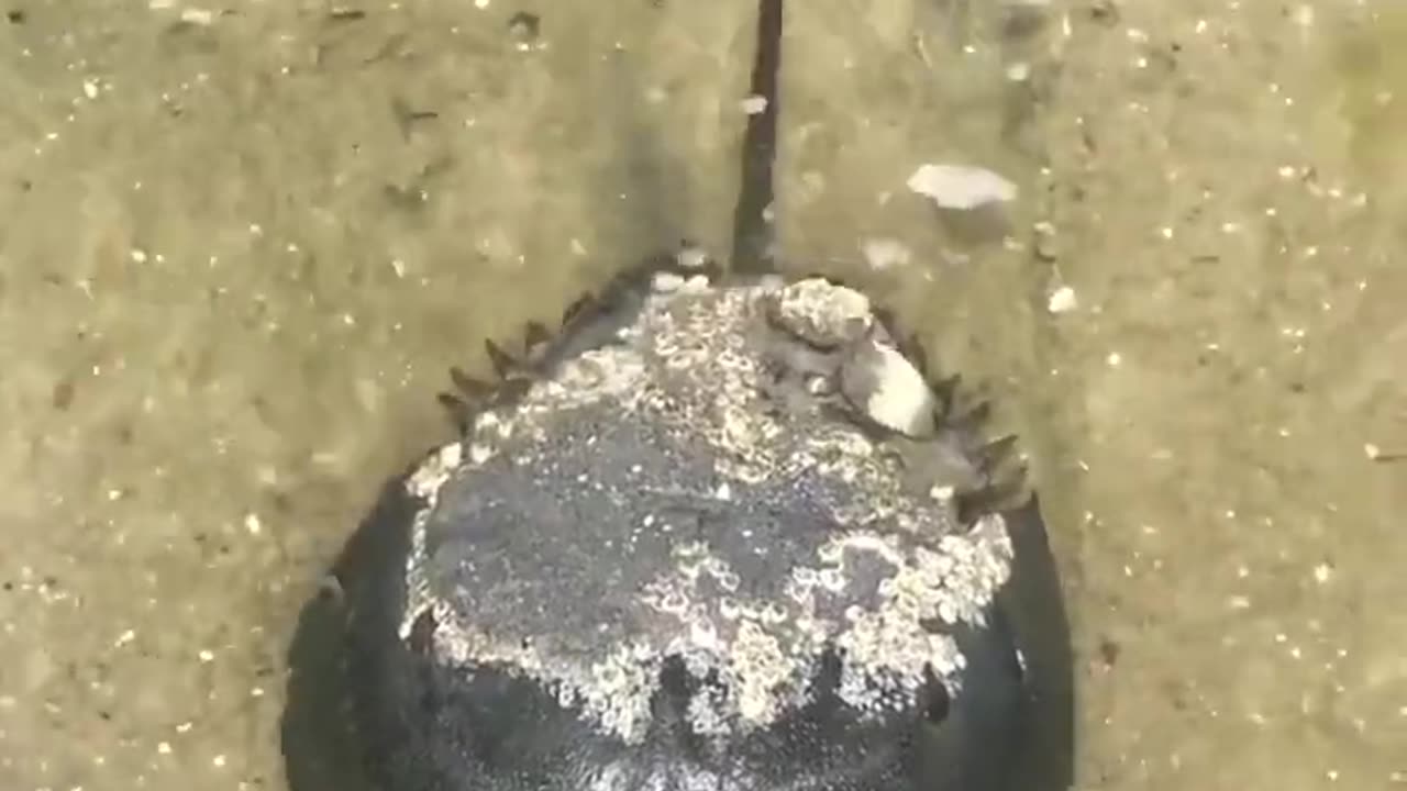 Do You Know This Ocean Creature #shorts #viral #shortsvideo #video