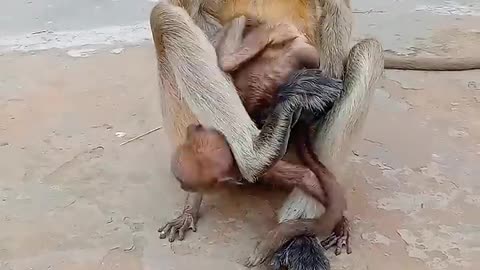 4s)funnyvideo