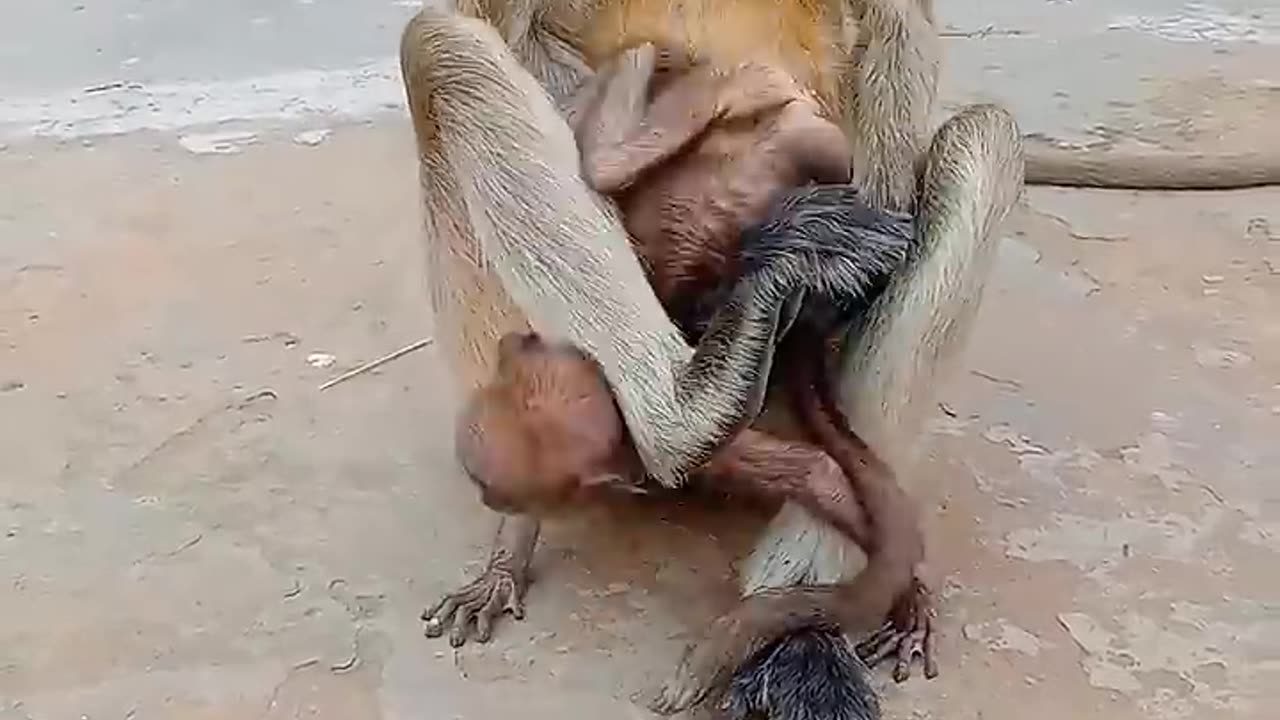 4s)funnyvideo