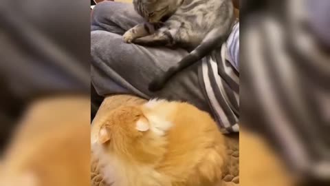 Best Funny Animal Videos 2022 🐶 Funniest Dogs And Cats Videos 😁🤣