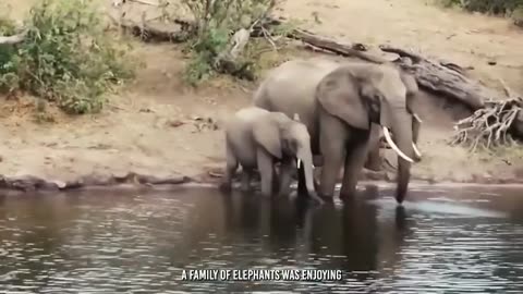Animal lover