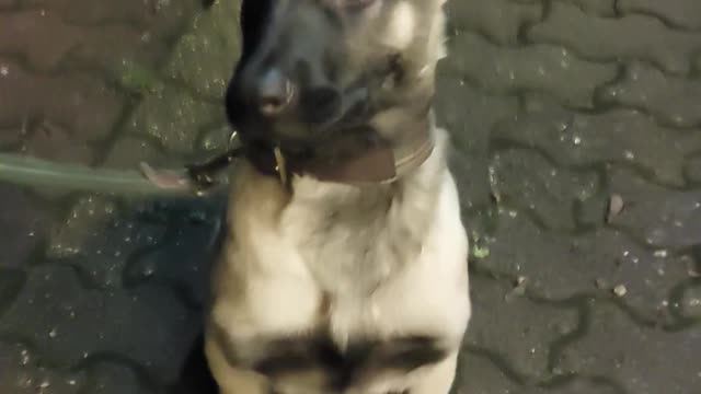 Malinois marly
