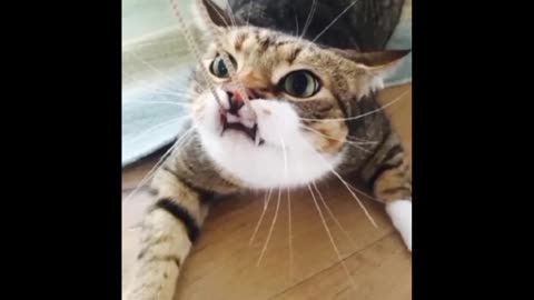 Funny animals 2023😆 - Funniest Cats and Dogs Video🐕🐈 viral video #short
