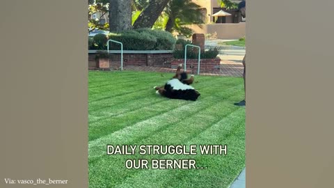 You Can't Stop Laughing At These Funny Dogs 🤣🐶 NEW Funny Dog Videos 2024