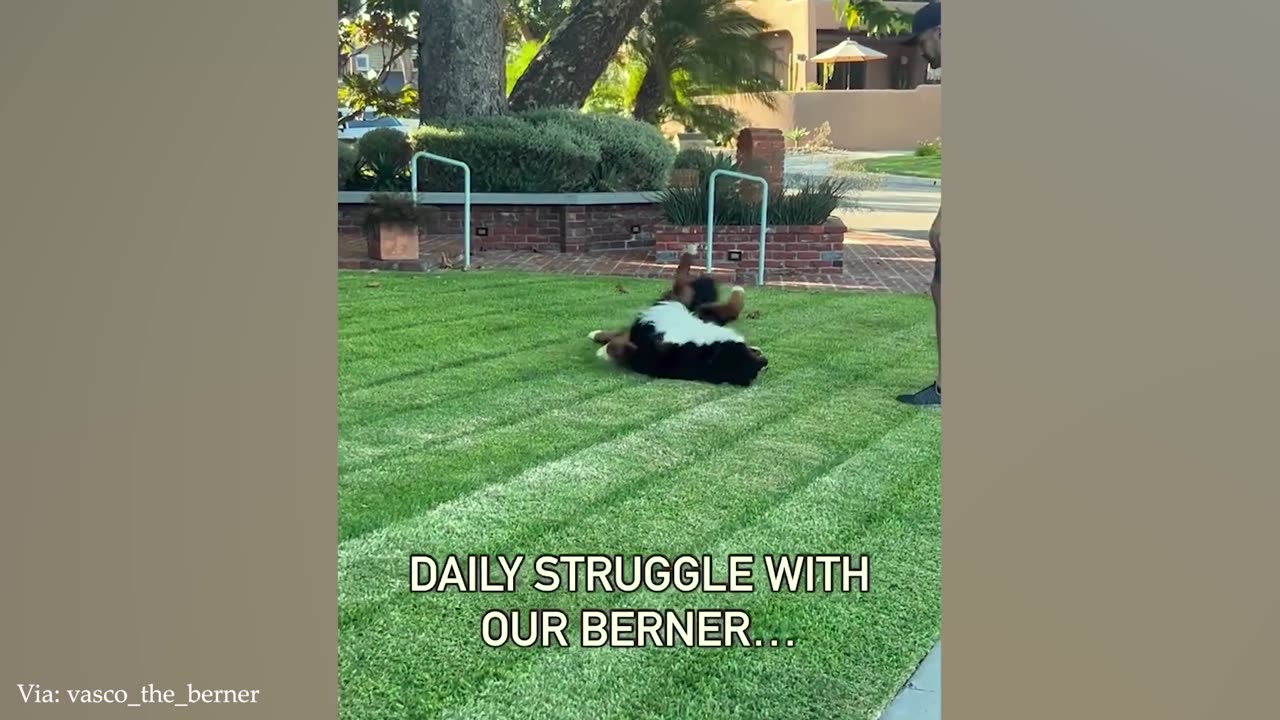 You Can't Stop Laughing At These Funny Dogs 🤣🐶 NEW Funny Dog Videos 2024