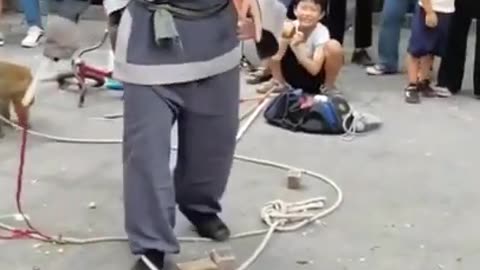 Funny monkeys, Monkeys can be so amusing #shorts #viral #shortsvideo #video