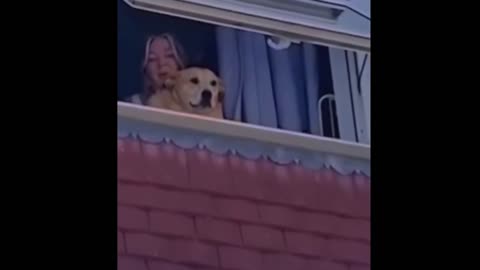 Best funny animals videos