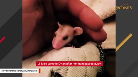 This man raised an opossum. Now he thinks they are smarter than dogs.