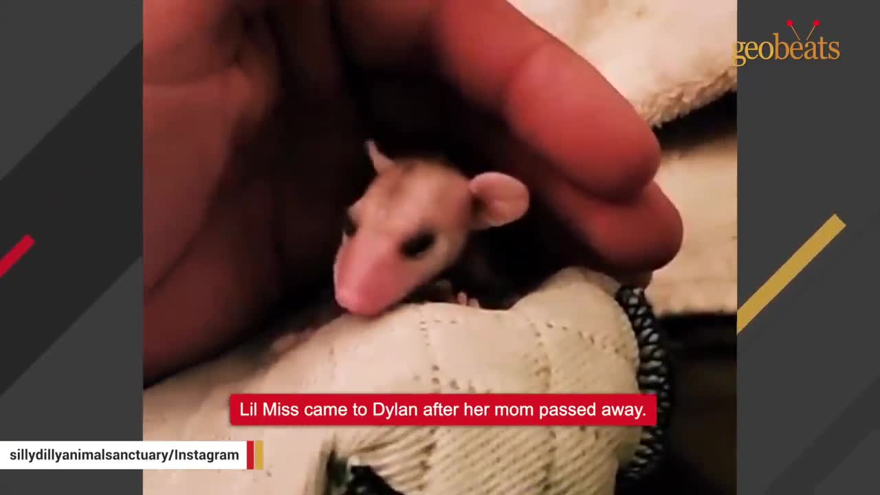 This man raised an opossum. Now he thinks they are smarter than dogs.