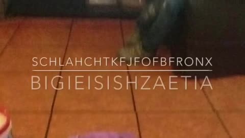 Schlahchtkfjfofbfronx - Bigieisishzaetia