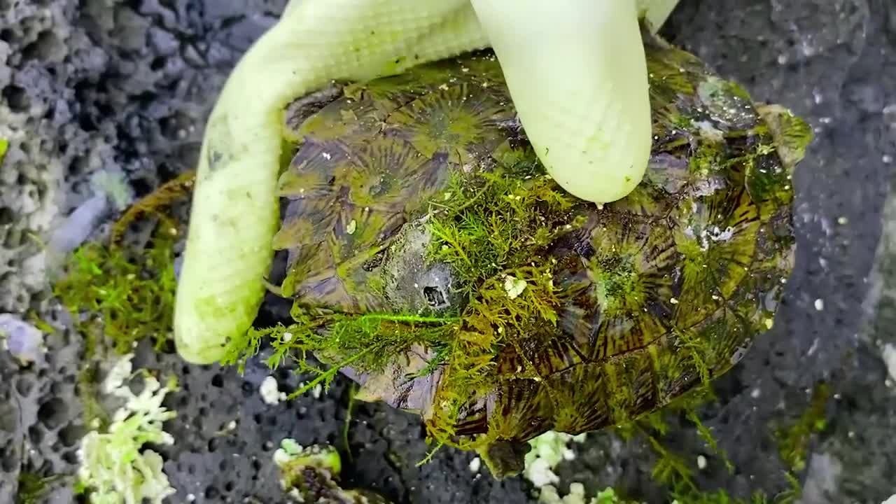 Sea turtle become kings of prey after removing millions of sea creatures and barnacles on shell3