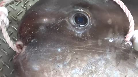 Giant Sunfish Cutting and Cooking - Taiwan Street Food