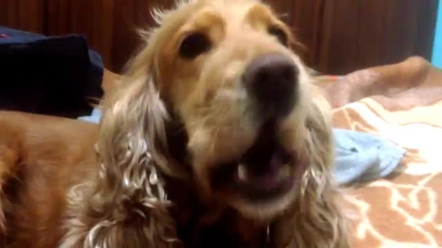 Most talent cute dog how to talk with human beings learn|| #short